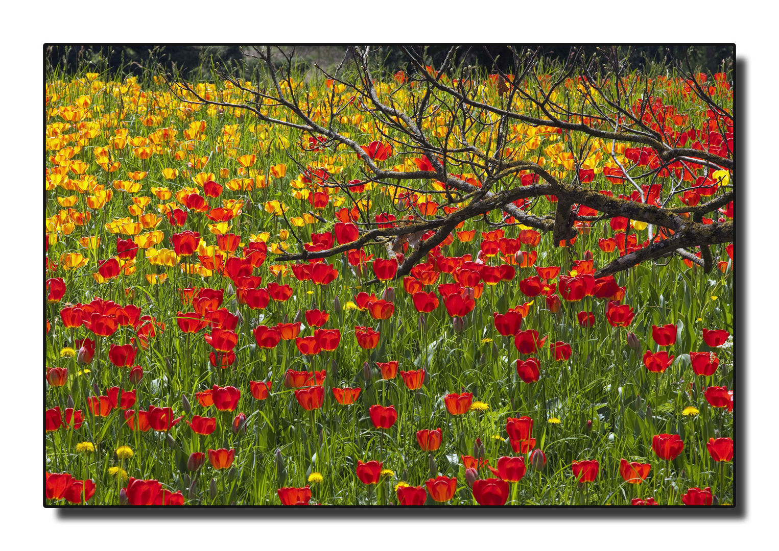 Frühling in Mainau