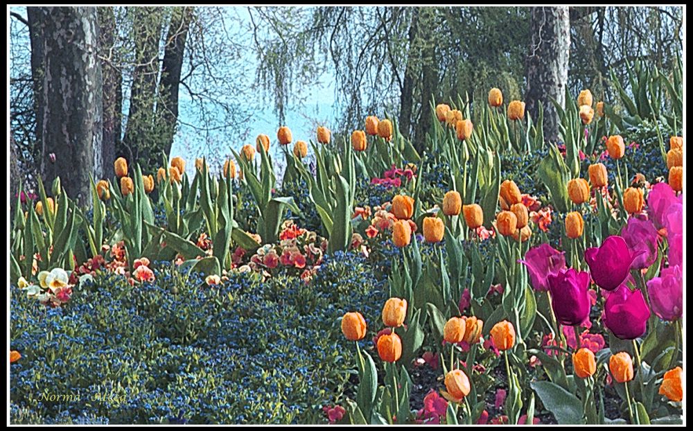 Frühling in Mainau Jahr 2001