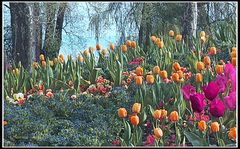 Frühling in Mainau Jahr 2001