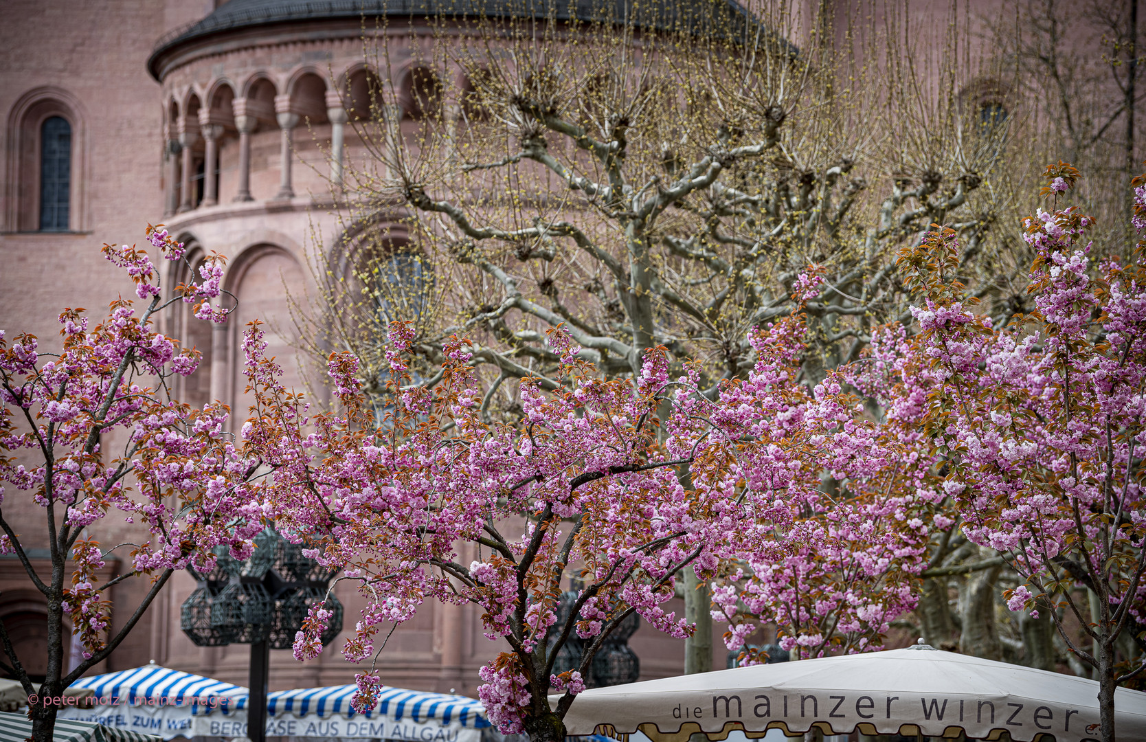 Frühling in Mainz - Baumblüte auf dem Liebfrauenplatz | April 2021