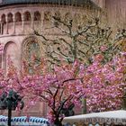 Frühling in Mainz - Baumblüte auf dem Liebfrauenplatz | April 2021