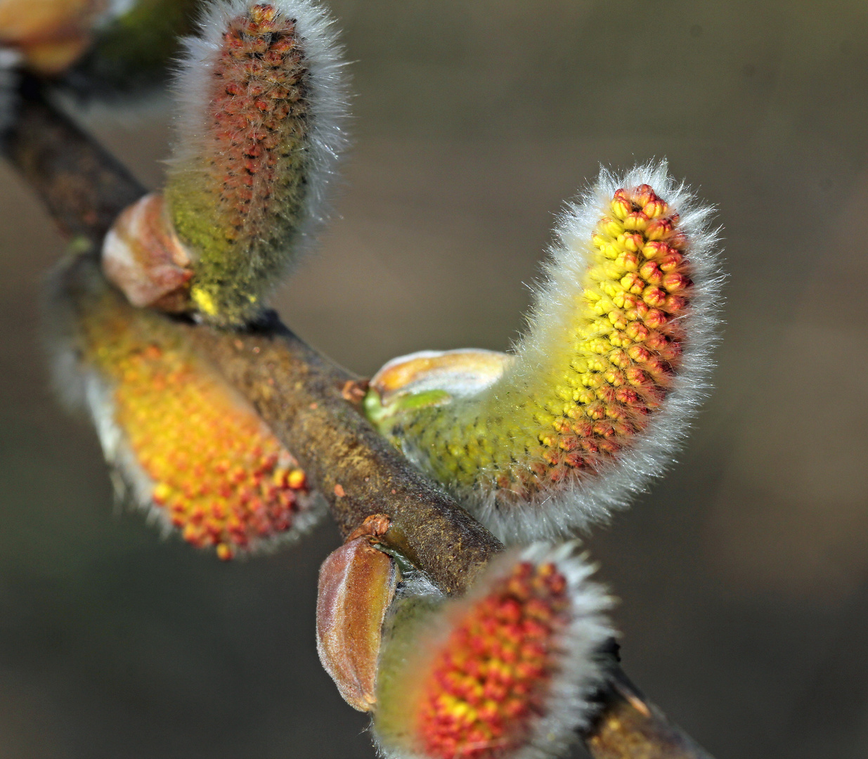 Frühling in Makro