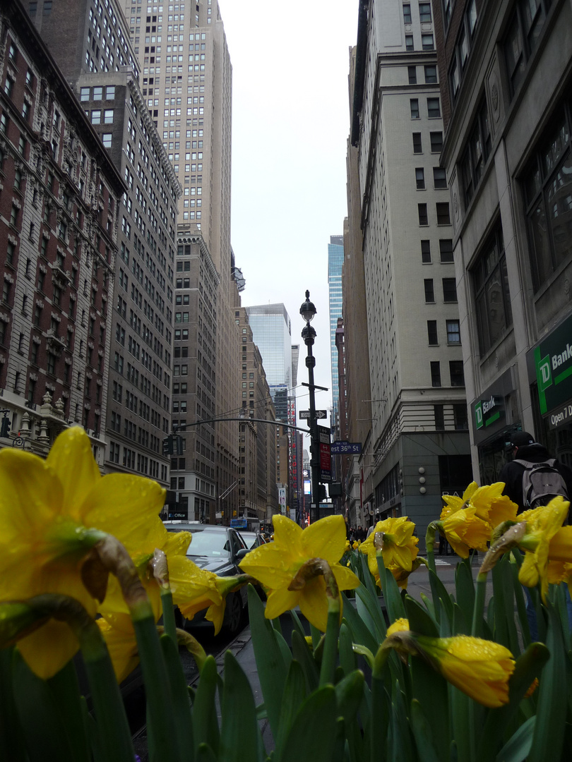 Frühling in Manhatten