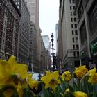 Frühling in Manhatten