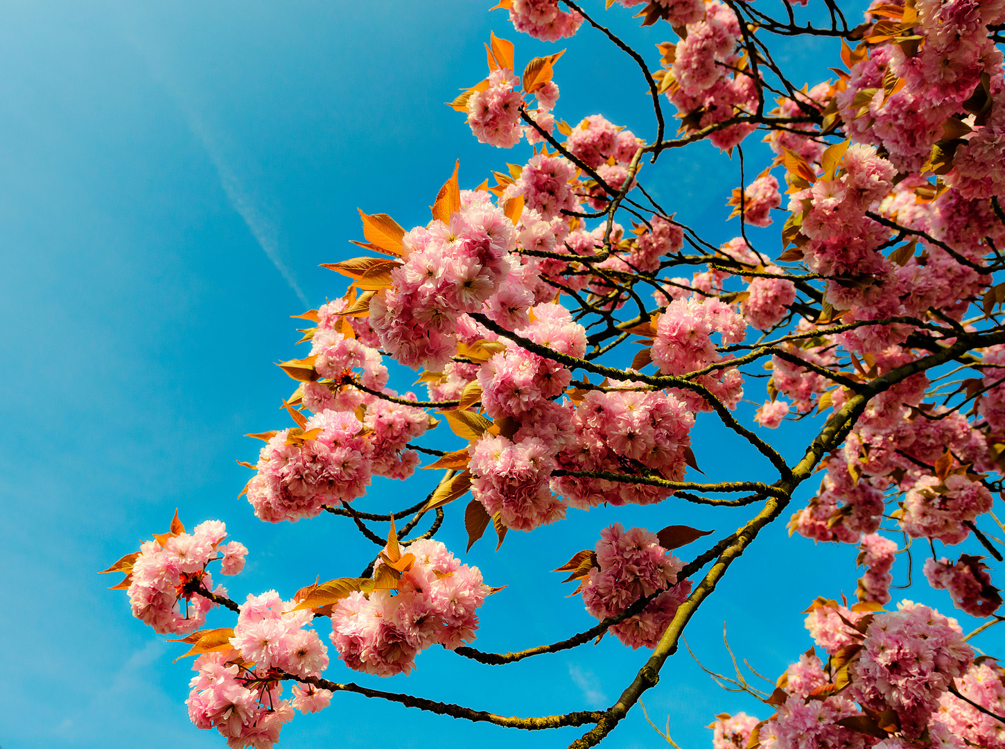 Frühling in Manheim