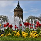 Frühling in Mannheim