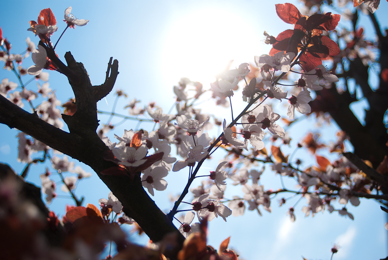 frühling in maramures