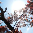 frühling in maramures