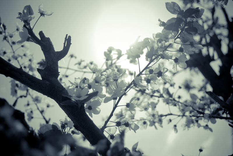 frühling in maramures /sw