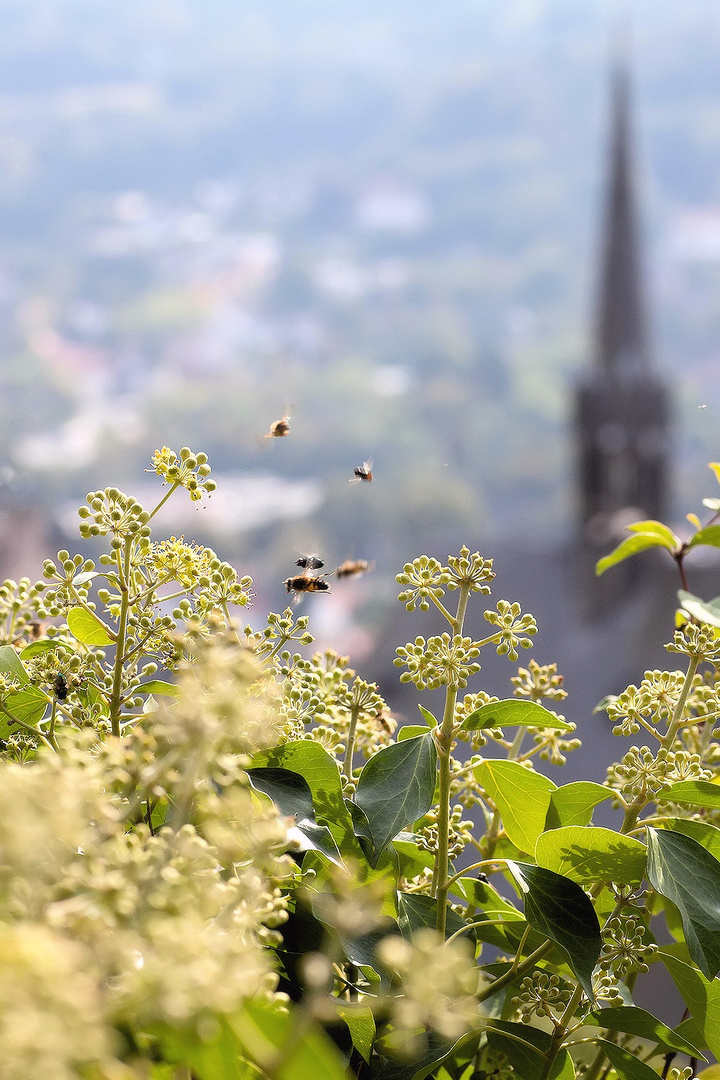 frühling in marburg ... :)