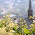 frühling in marburg ... :)