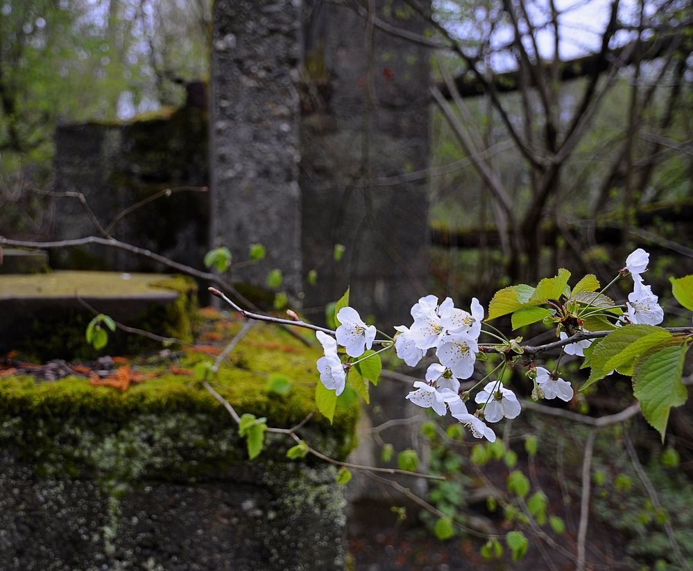 Frühling in Marodistan...