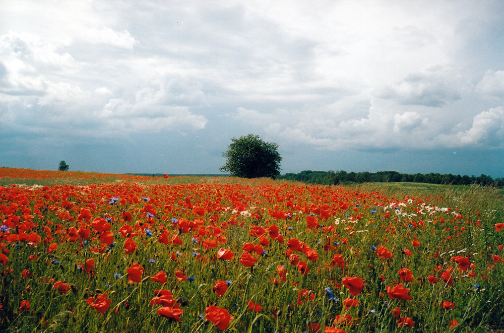 Frühling in Masuren