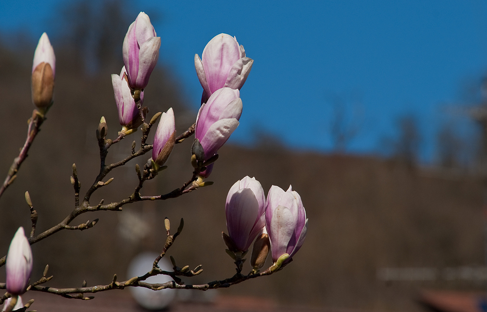 Frühling in meinem Dorf 1