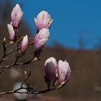 Frühling in meinem Dorf 1