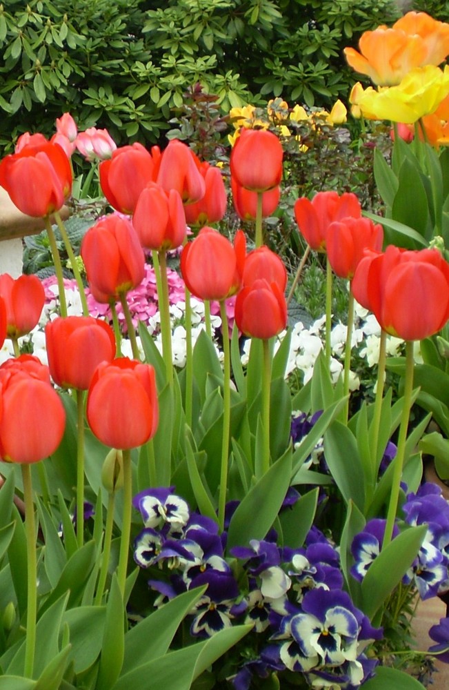 Frühling in meinem Garten