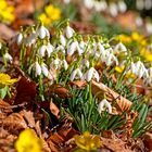 Frühling in meinem Garten