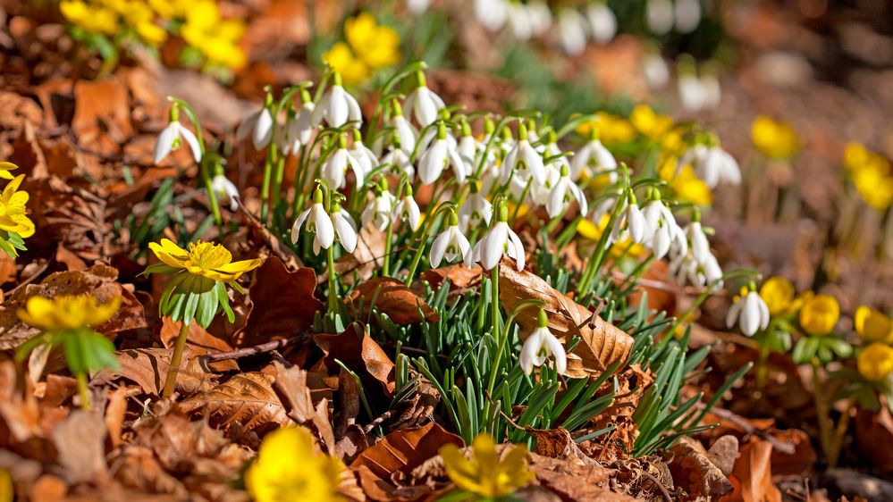 Frühling in meinem Garten