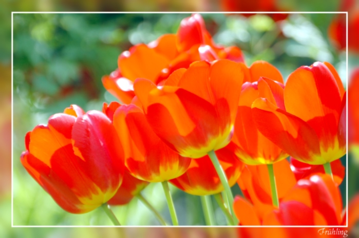 Frühling in meinem Garten