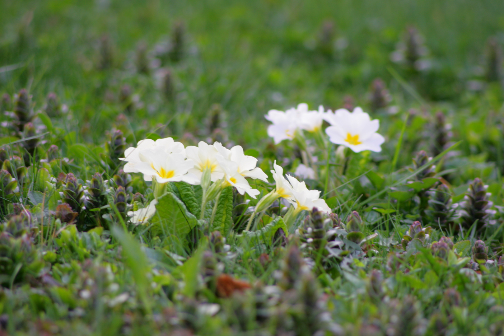 Frühling in meinem Garten