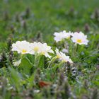 Frühling in meinem Garten