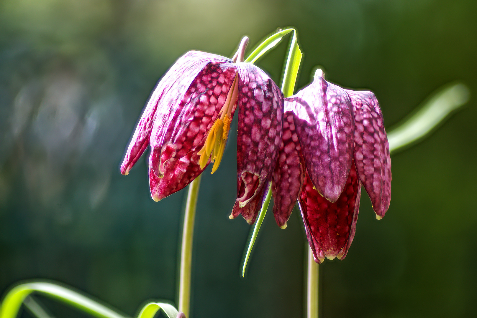 Frühling in meinem Garten