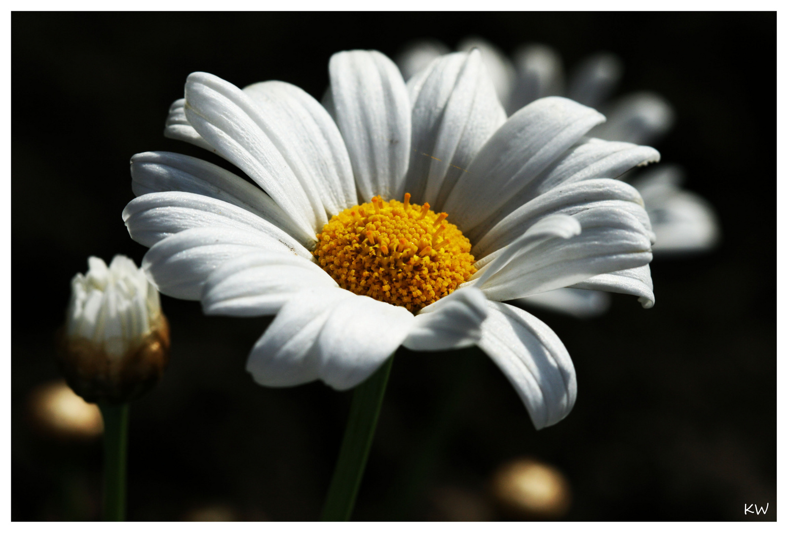 Frühling in meinem Garten