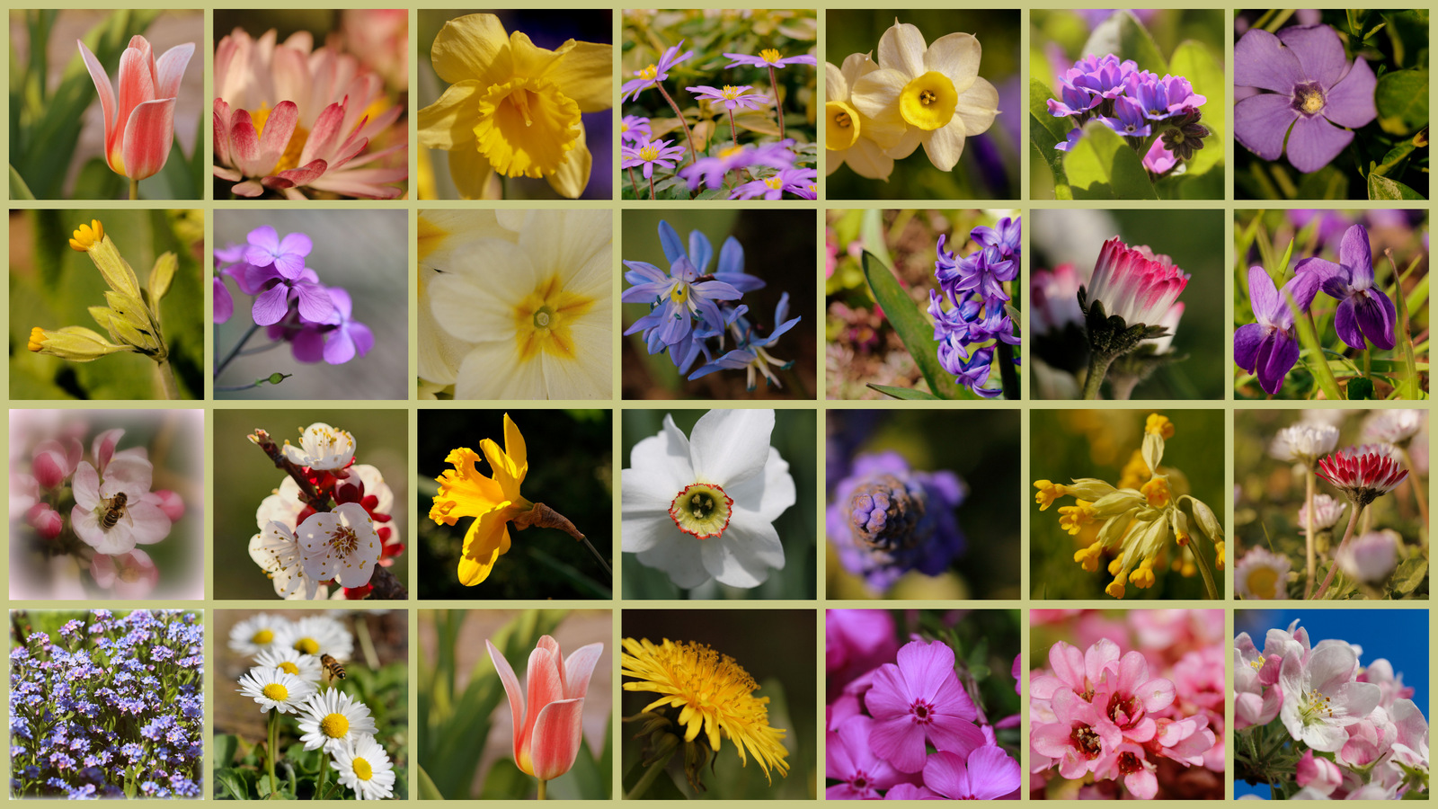 Frühling in meinem Garten