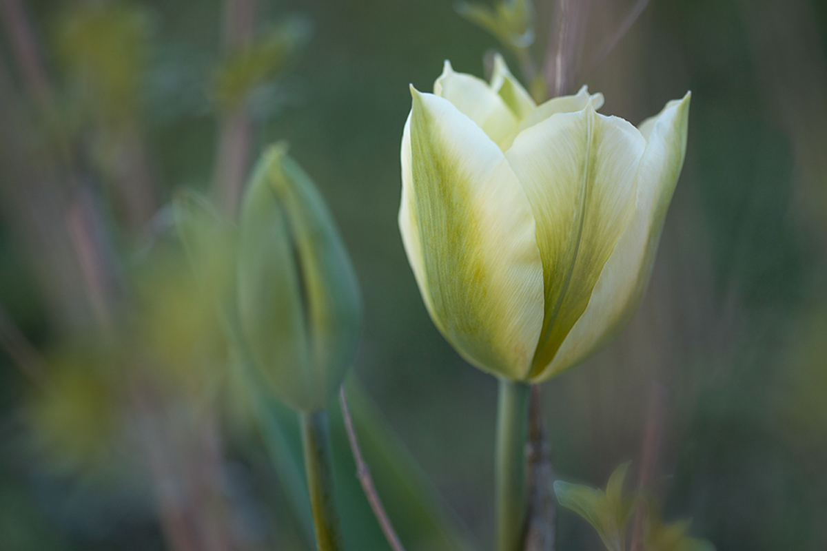 Frühling in meinem Garten :)