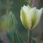 Frühling in meinem Garten :)