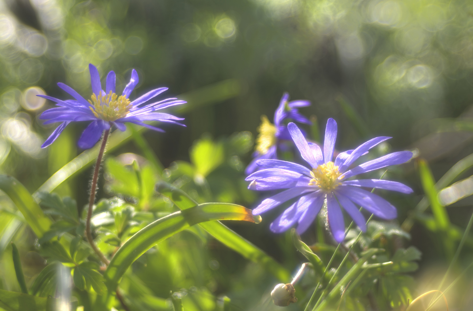 Frühling in meinem Garten