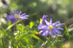 Frühling in meinem Garten