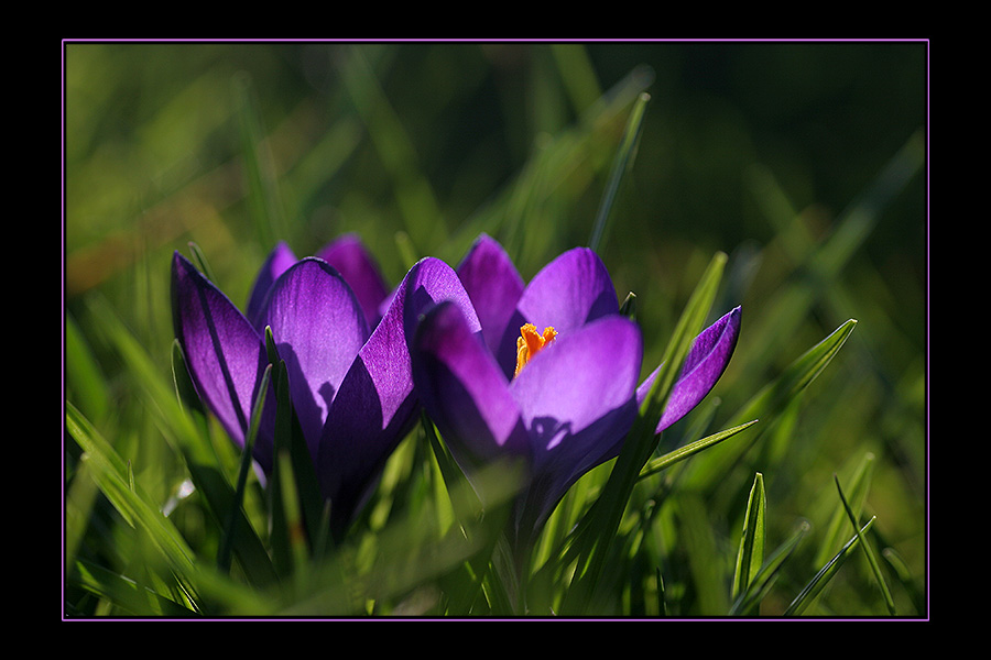 Frühling in meinem Garten