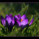 Frühling in meinem Garten