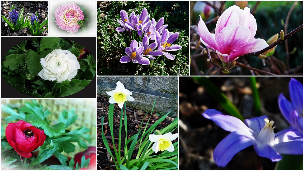 Frühling in meinem Garten