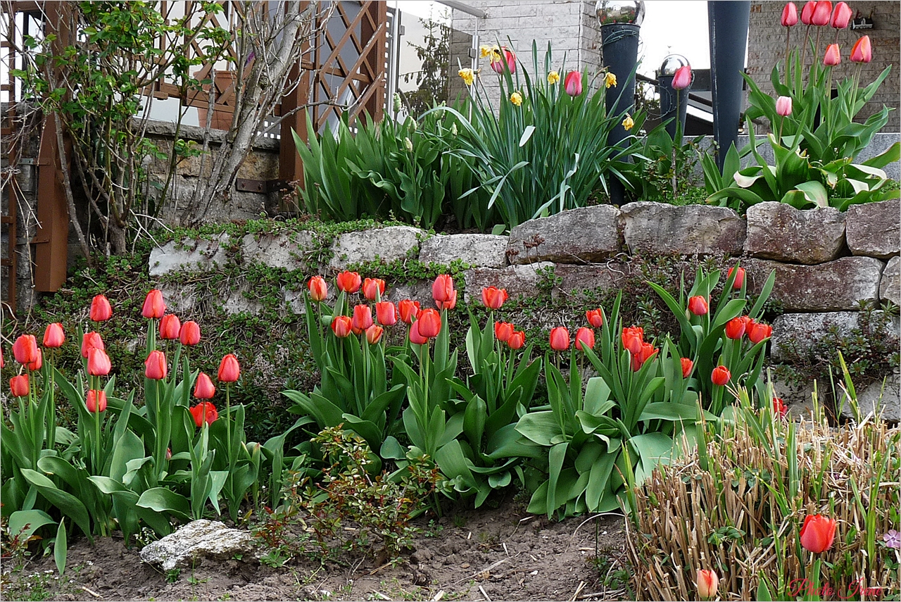 Frühling in meinem Garten 