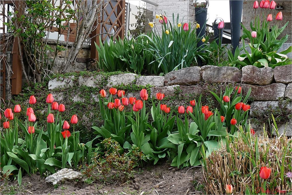 Frühling in meinem Garten 