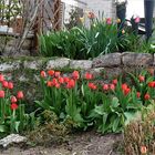 Frühling in meinem Garten 