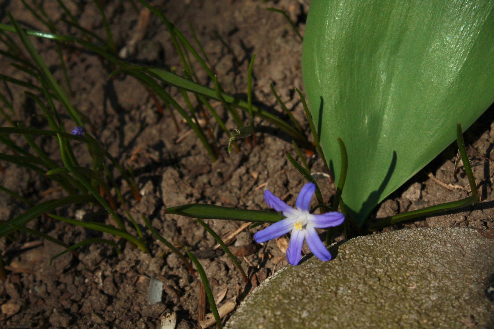 Frühling in meinem Garten