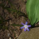 Frühling in meinem Garten