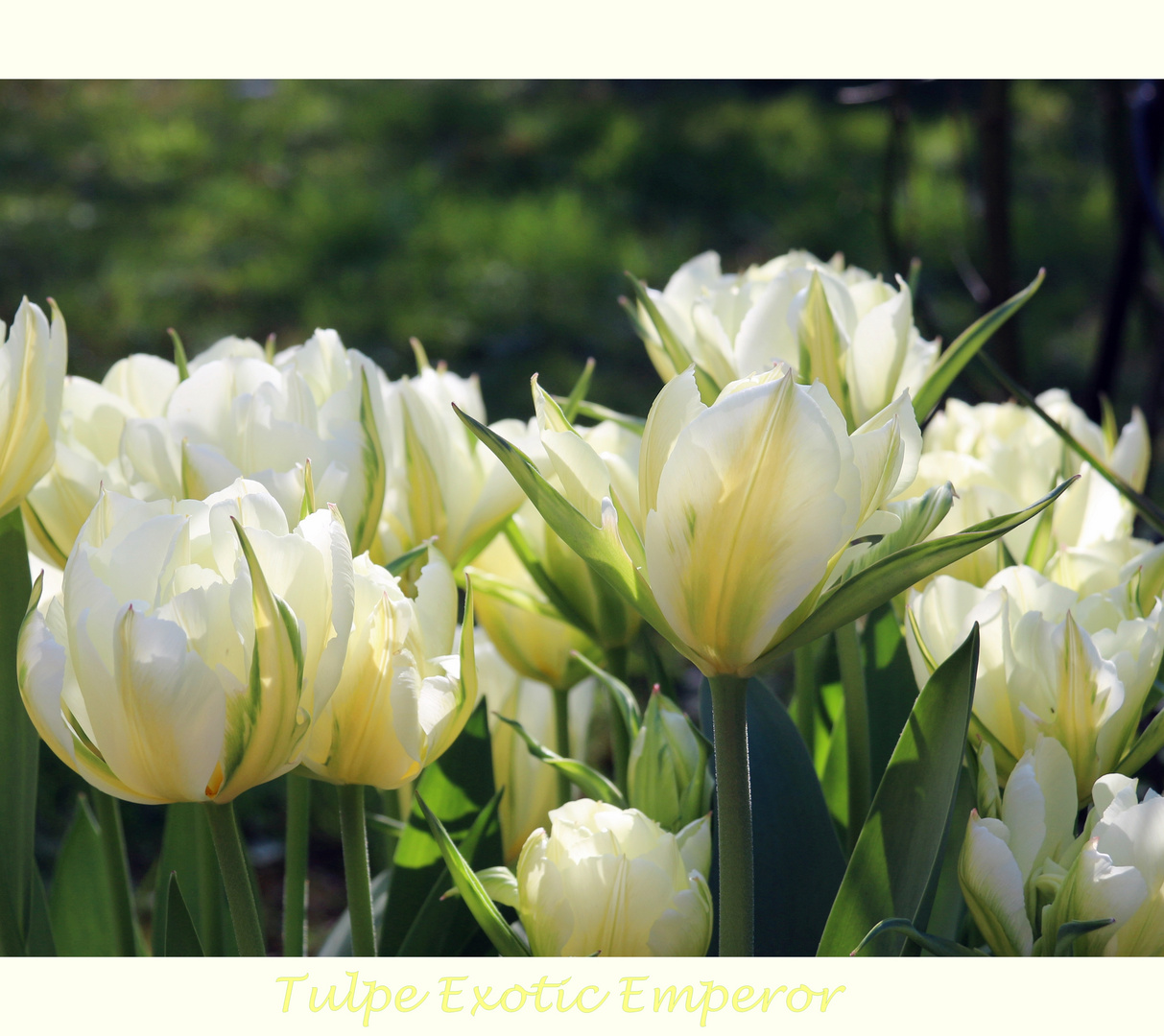 Frühling in meinem Garten mit der Tulpe Exotic Emperor