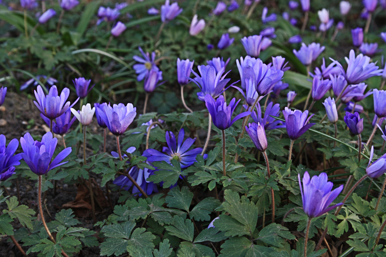 Frühling in meinen Augen