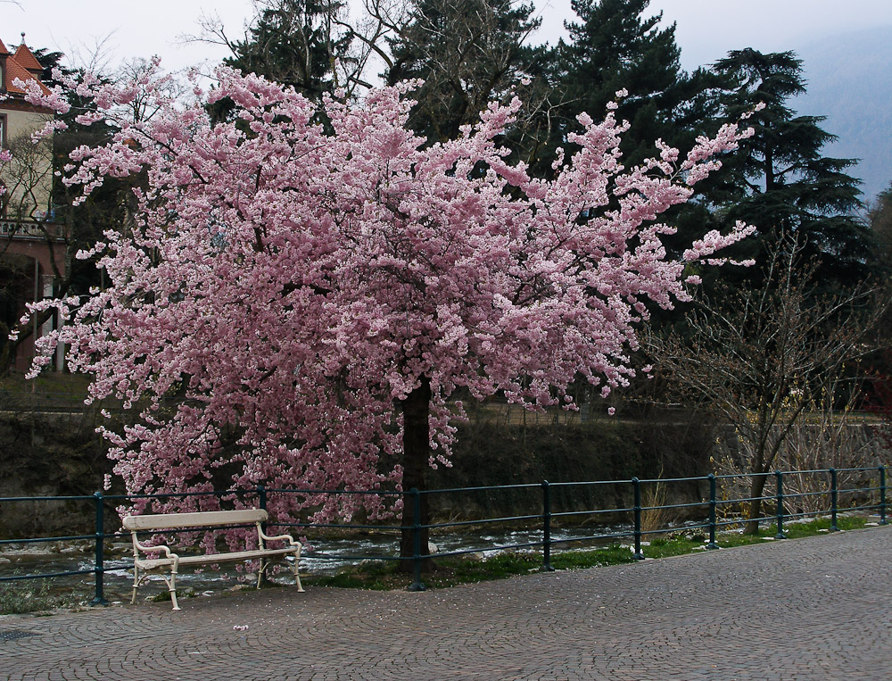 Frühling in Meran (2011)