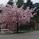 Frühling in Meran (2011)