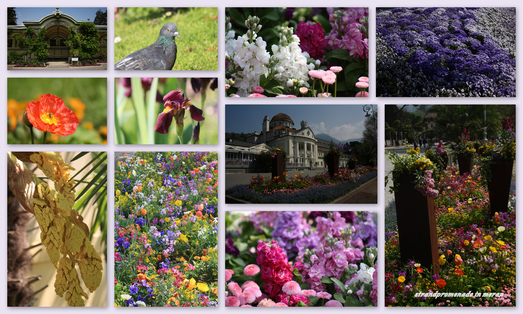 frühling in meran