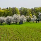 Frühling in Mittelfranken