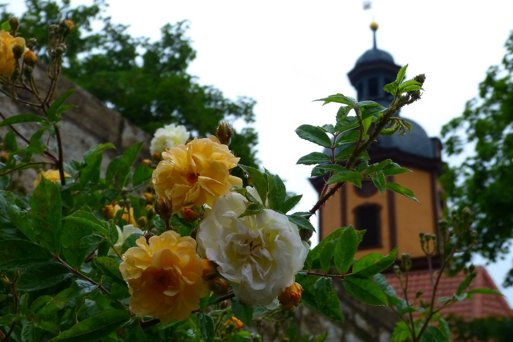 Frühling in Mühlhausen 2