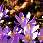 Frühling in München