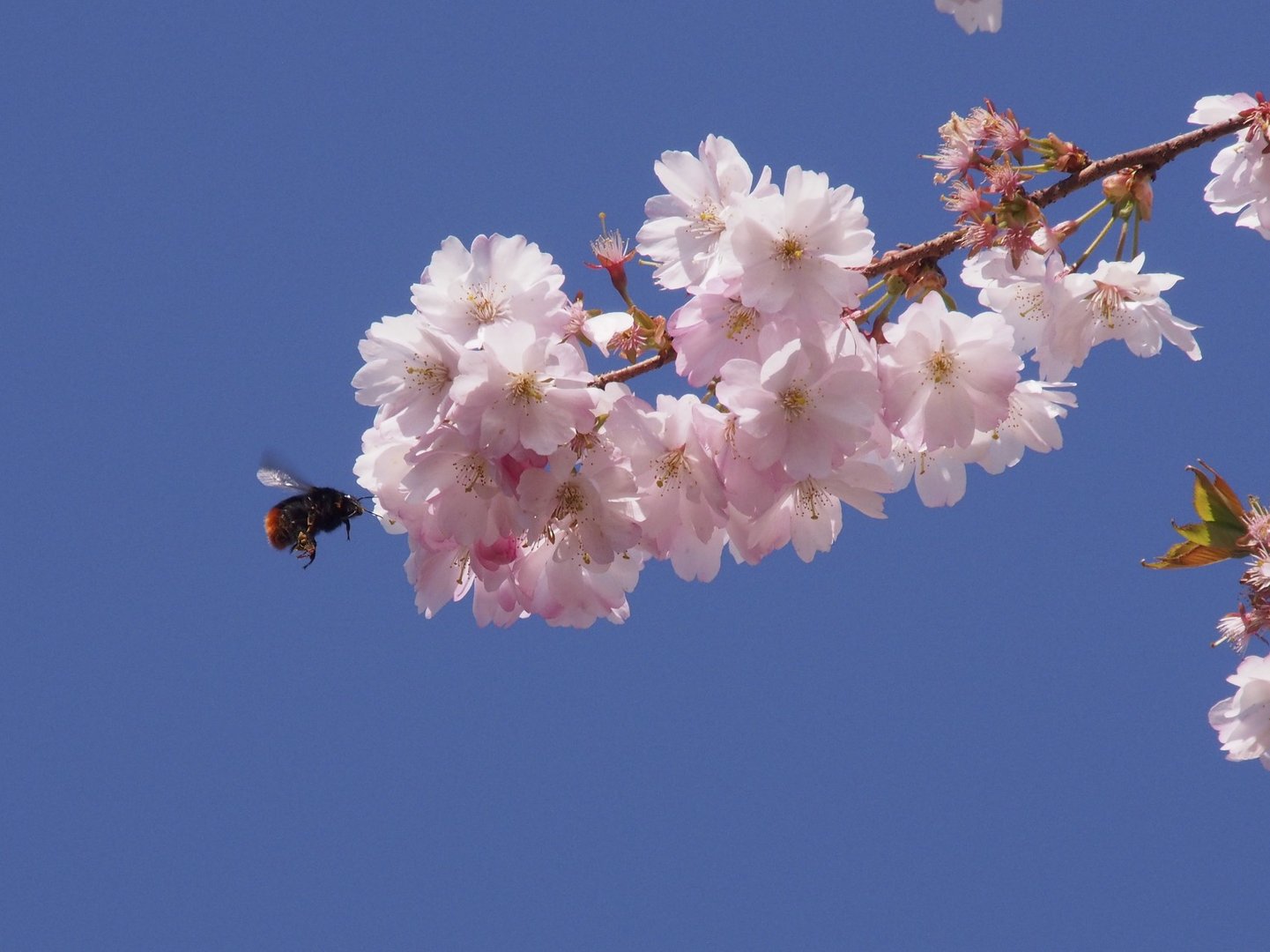 Frühling in Münster 1