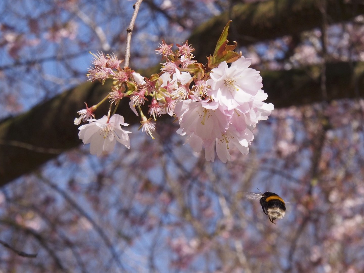 Frühling in Münster 2